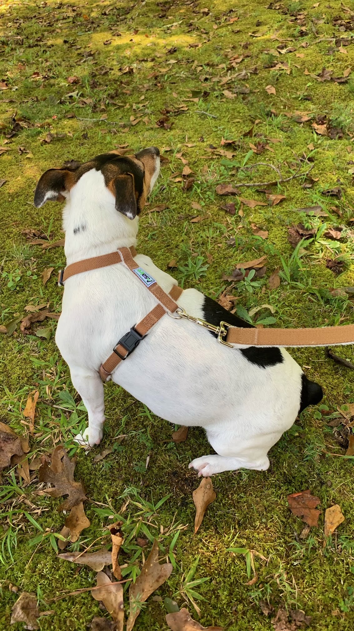 Hemp Dog Harness and Leash Set - Chocolate Brown