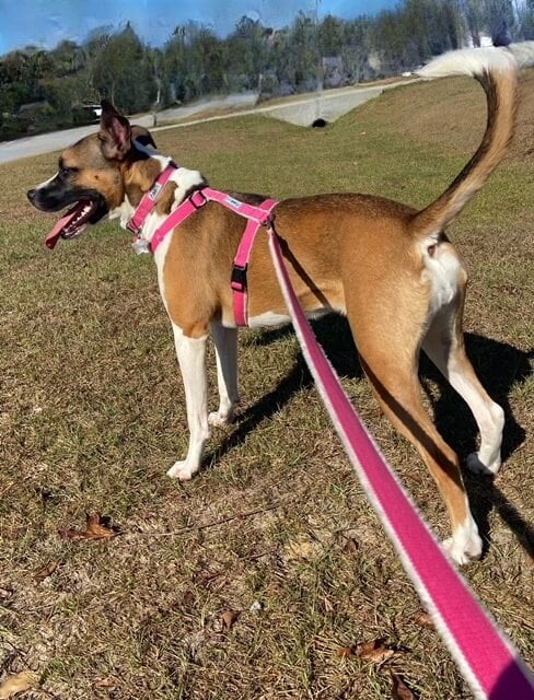 Pink Hemp Collar Harness Leash Set