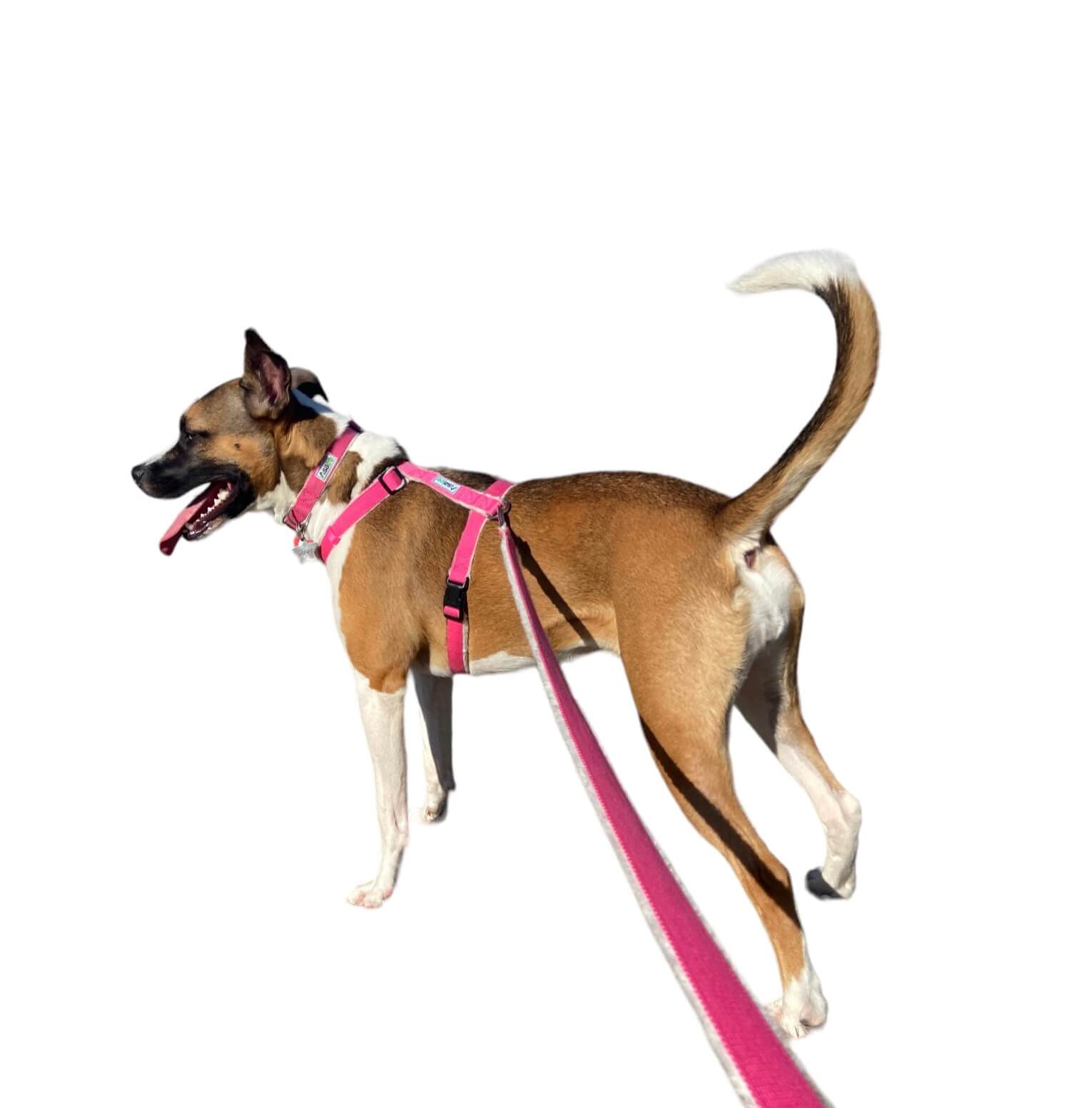 Pink Hemp Collar Harness Leash Set