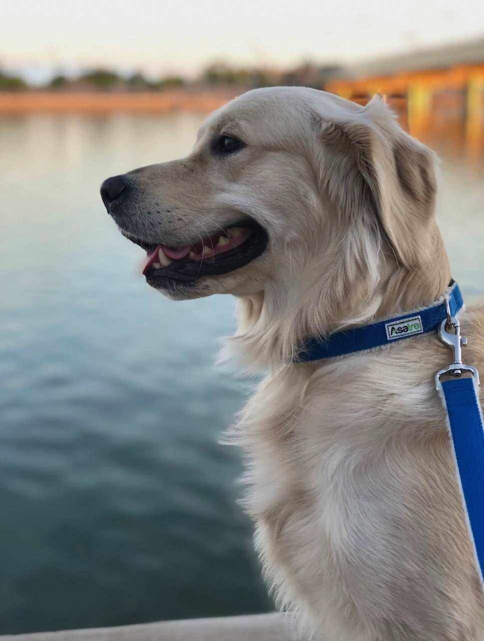 Hemp Dog Collar in blue webbing with an adjustable buckle and metal leash ring, worn by a golden dog