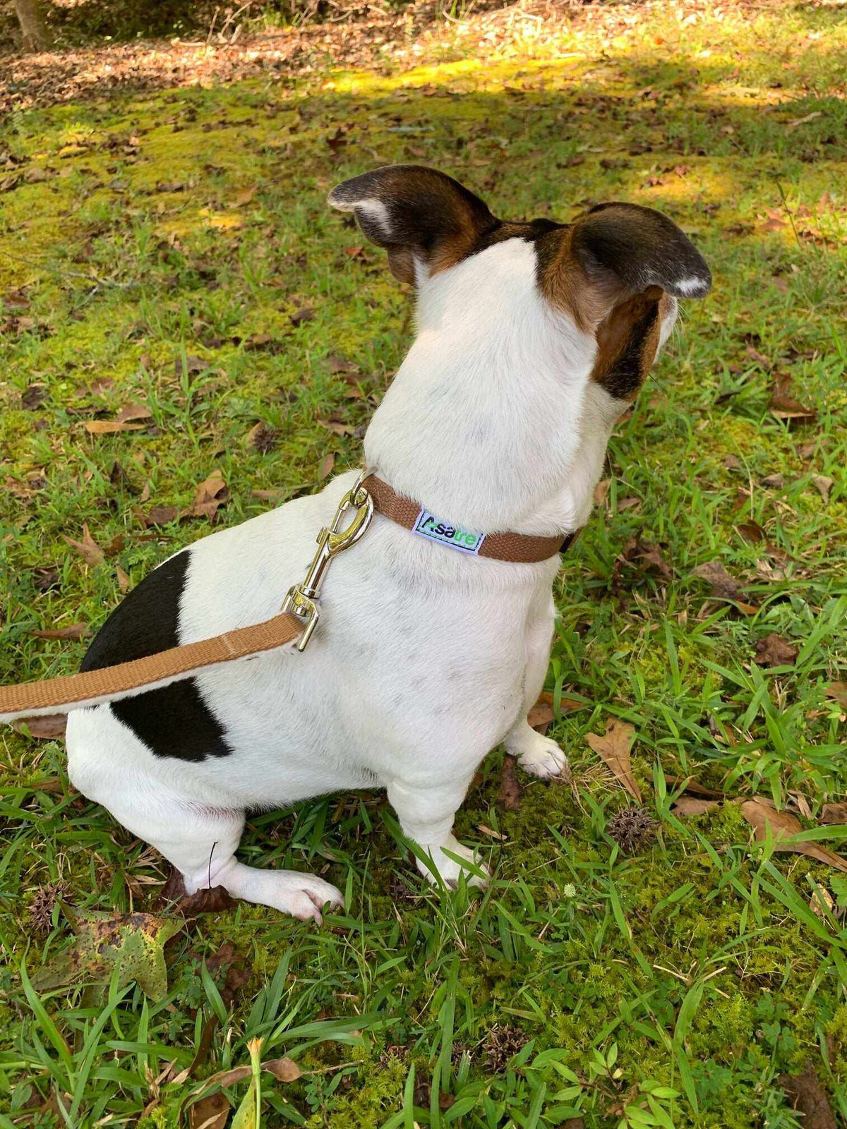 Hemp Dog Collar in brown woven webbing with a metal buckle, worn by a seated white dog with dark patches