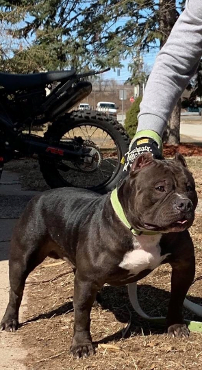 Hemp Dog Collar in bright lime green webbing, worn by a dark brindle dog with a white chest