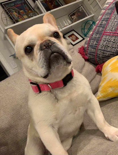Hemp Dog Collar in bright pink with a black adjustable buckle and metal leash ring, worn by a cream dog
