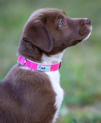Hemp Dog Collar in bright pink webbing with a white lining and Asatre label, worn by a brown and white puppy