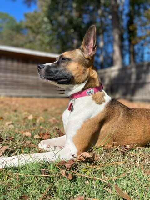 Hemp Dog Collar in pink woven webbing with an adjustable fit and metal tag, worn by a tan and white dog