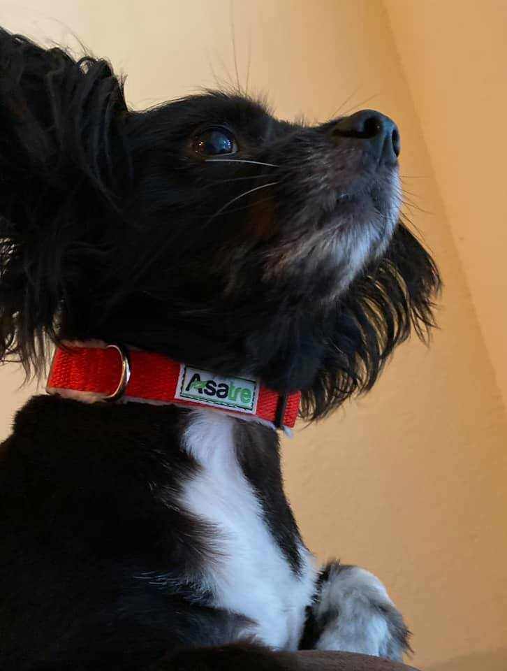Hemp Dog Collar in red woven webbing with a visible buckle and metal D-ring, worn by a black dog